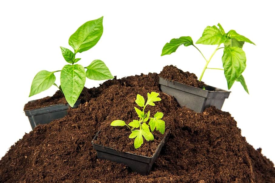 Miracle Gro
